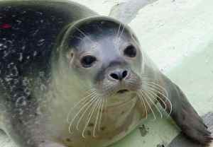 Click here to see why Mediterranean Monk Seal is mascot of the Championship